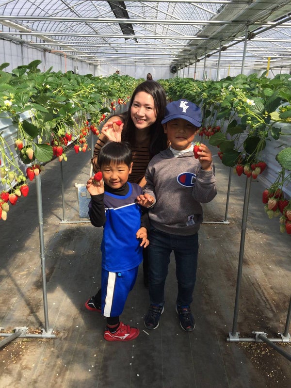 【静岡県内発】 樹齢400年!身延山しだれ桜と5品種堪能!南アルプス いちご狩り食べ放題3